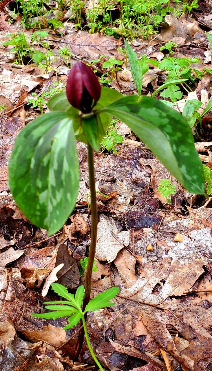 Trillium lancifolium flower