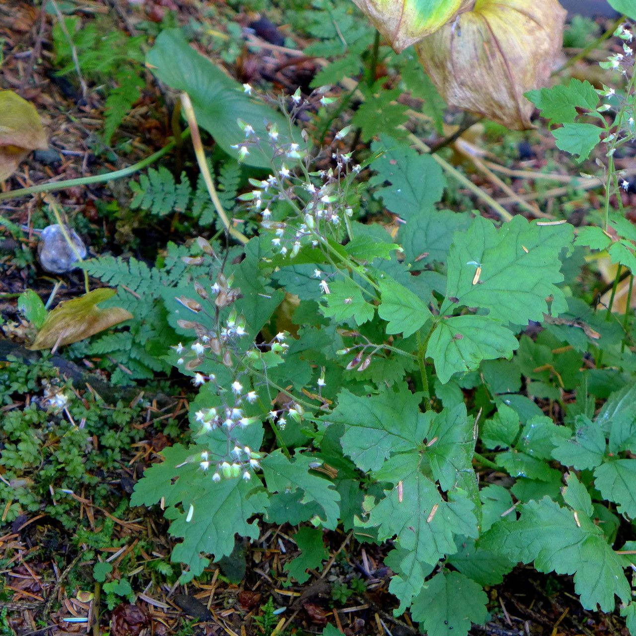 Tiarella trifoliata habit