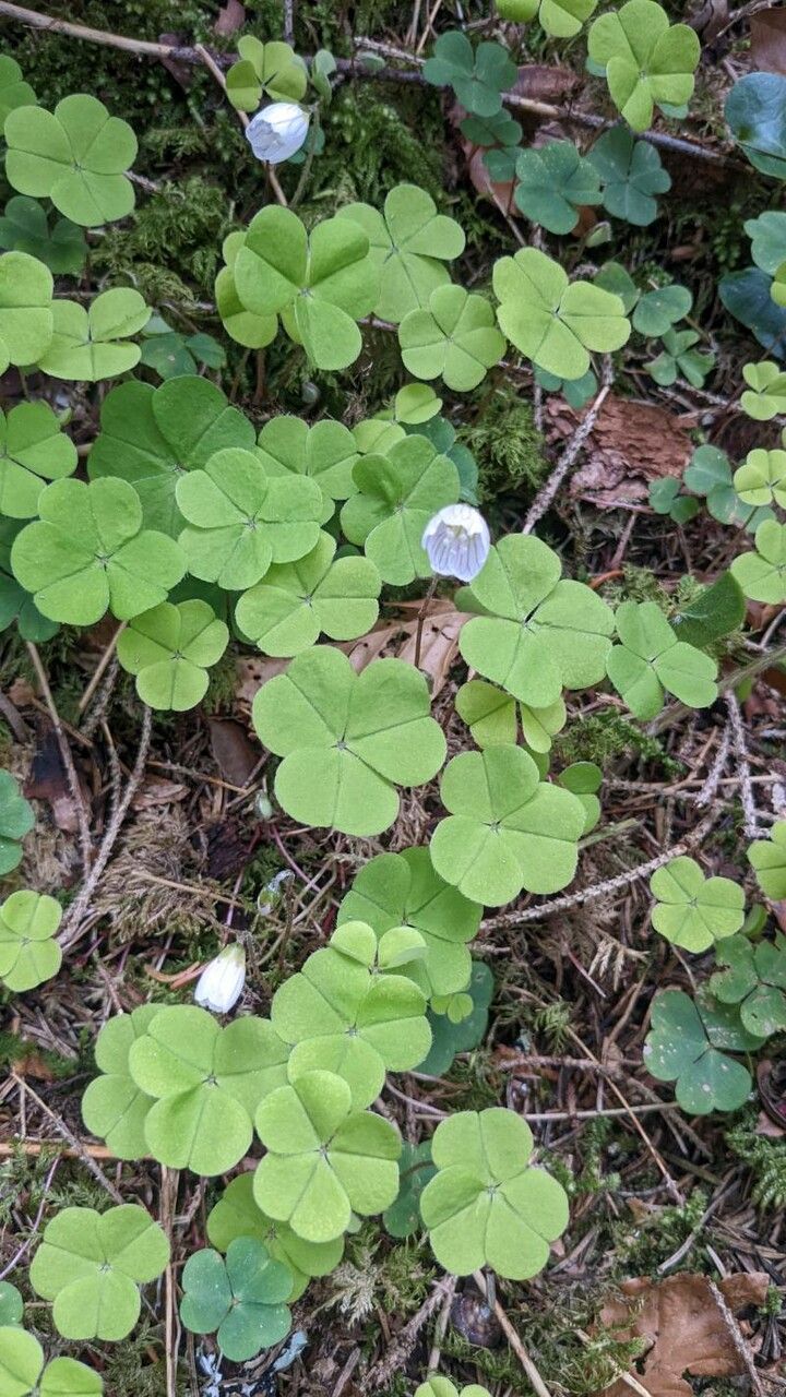 Oxalis acetosella fruit