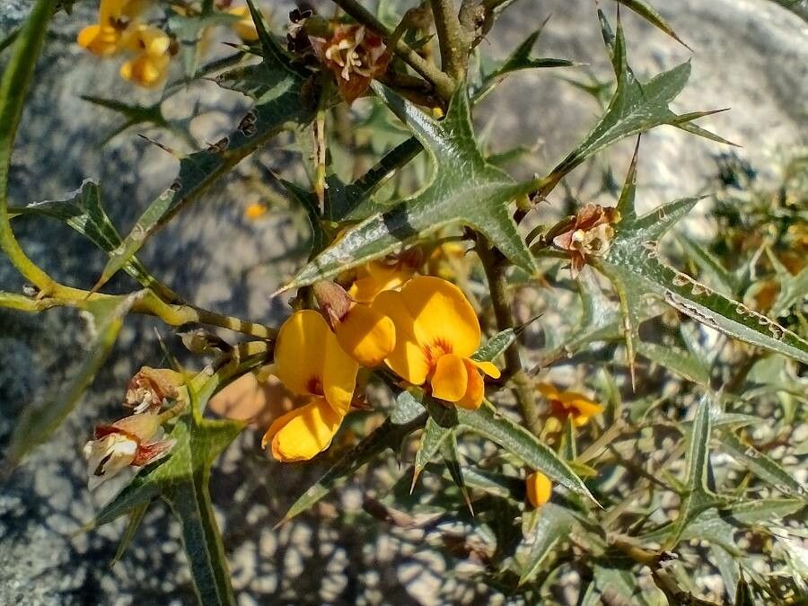 Podolobium ilicifolium flower