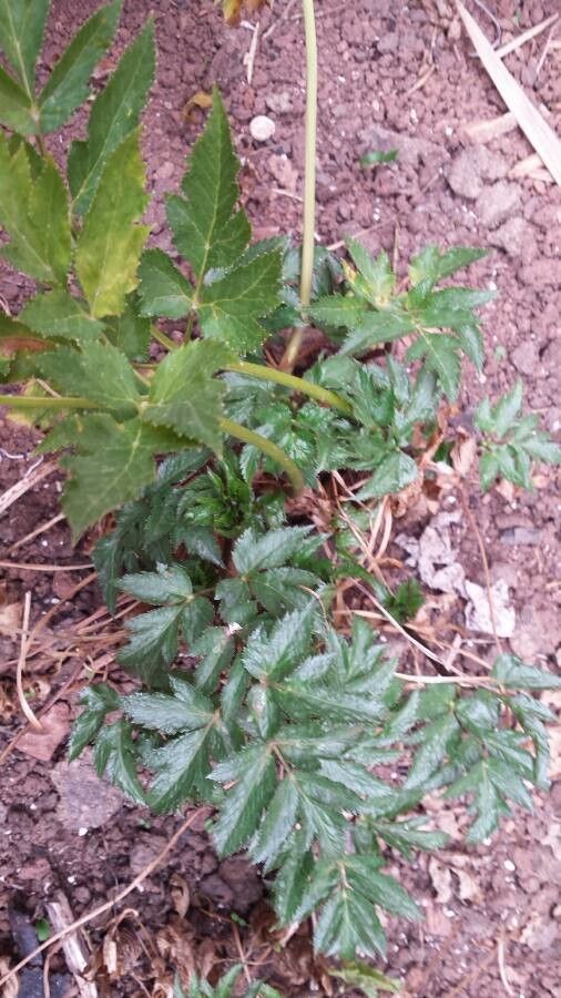 Arracacia xanthorrhiza — houseplant care guide