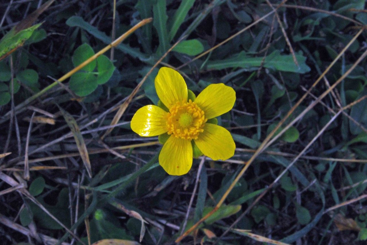 Ranunculus bullatus flower