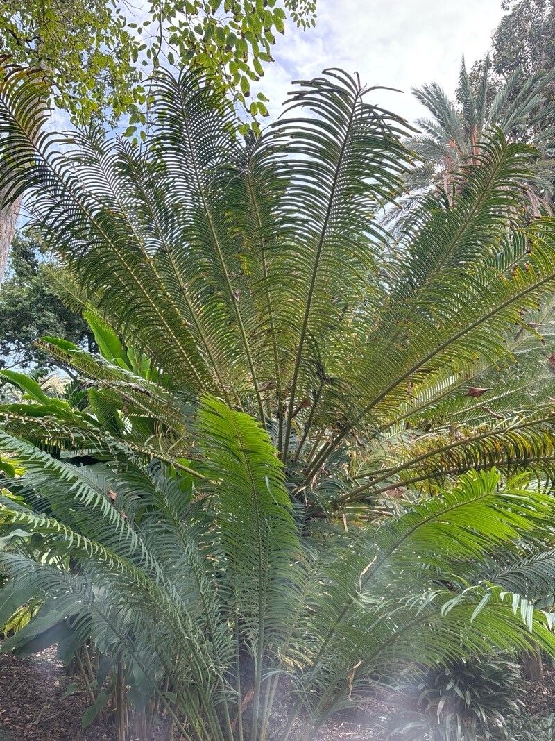 Cycas riuminiana — search result for 'Cycas'