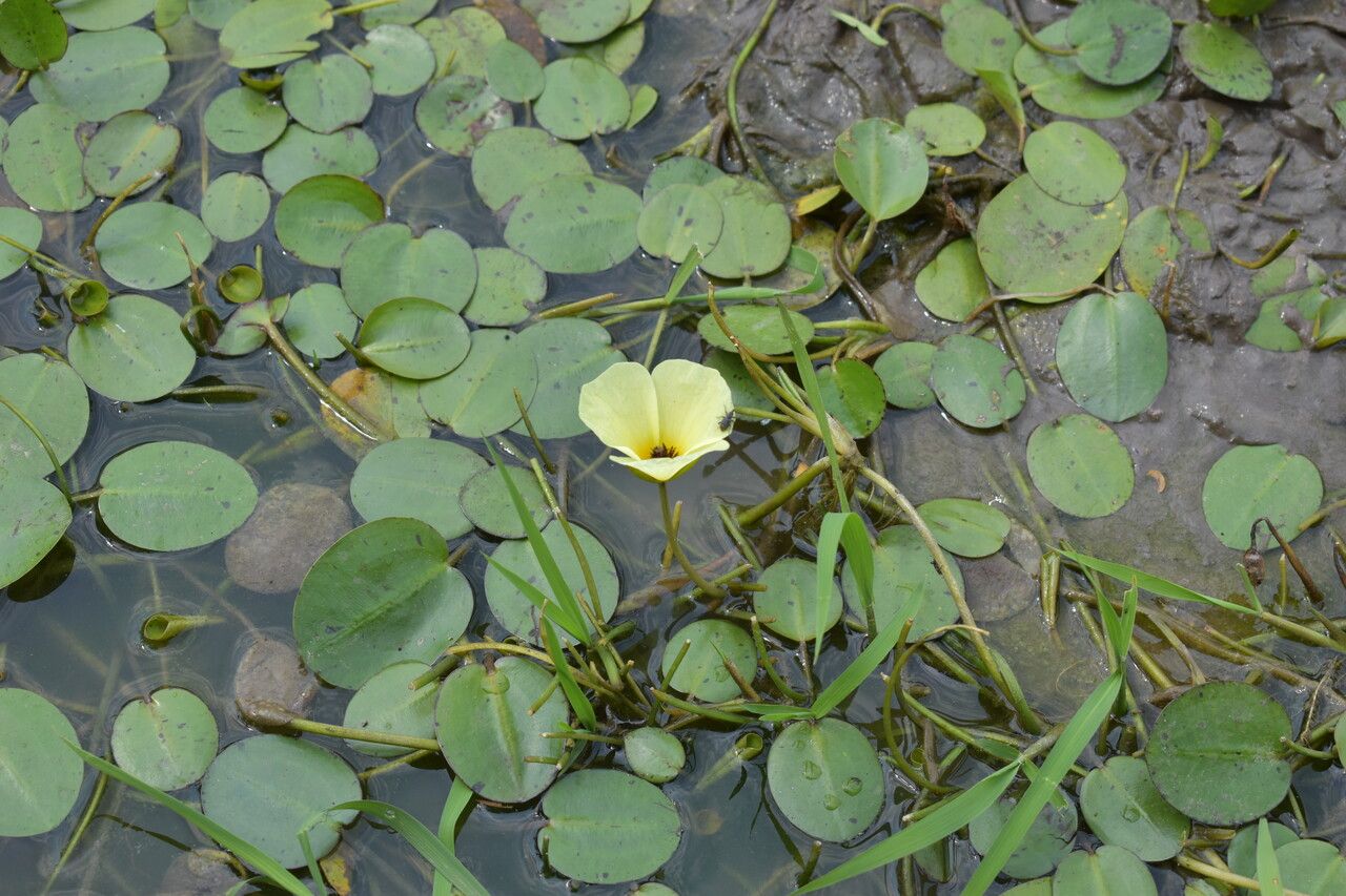 Hydrocleys nymphoides bark