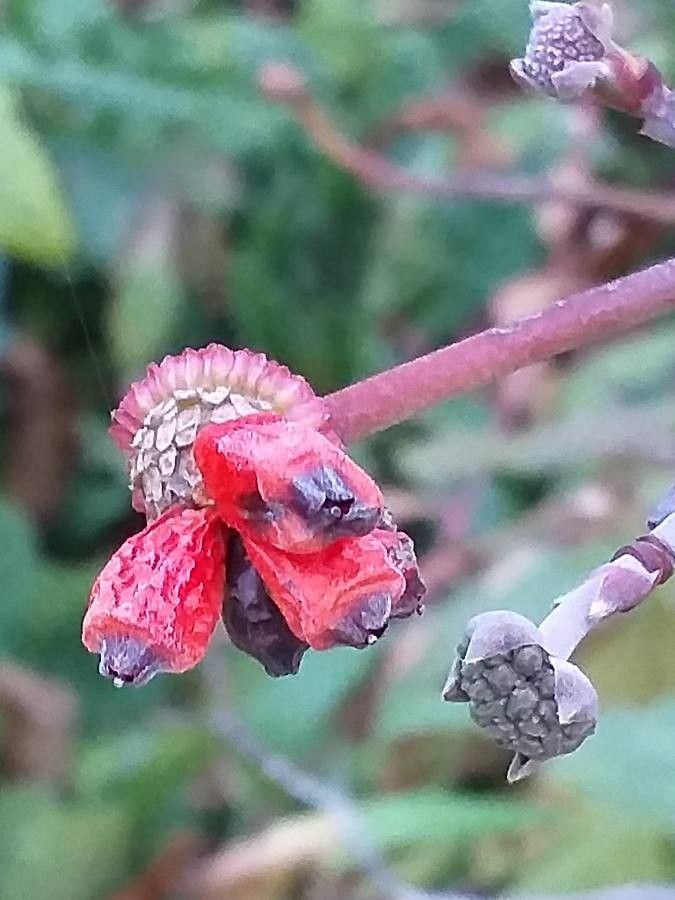 Cornus nuttallii fruit