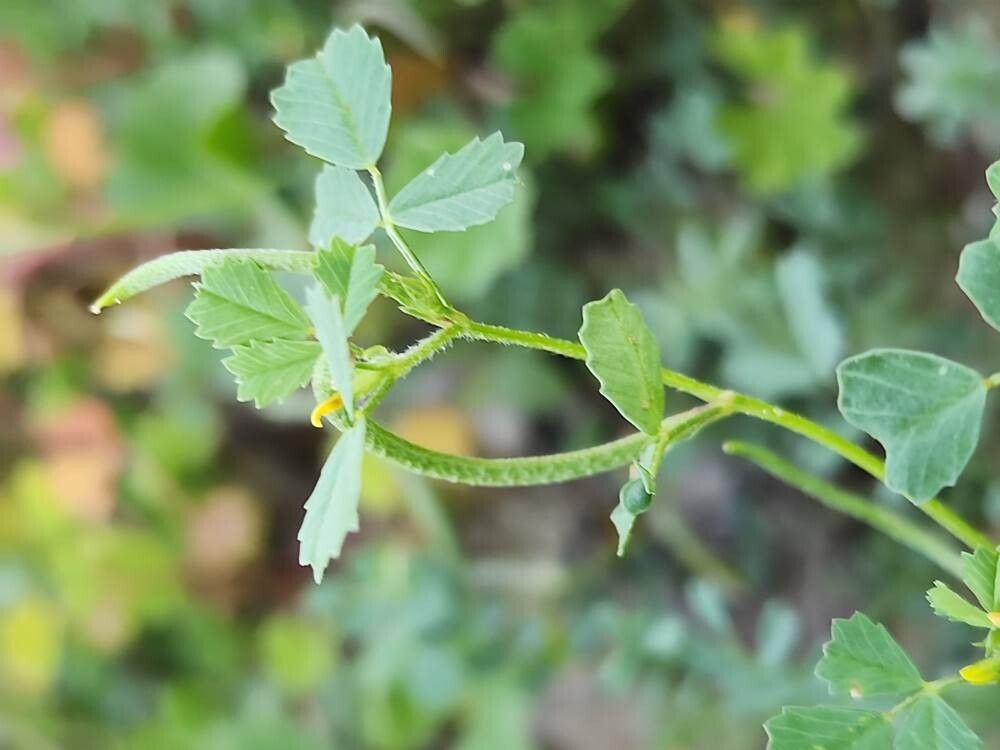 Medicago monantha fruit