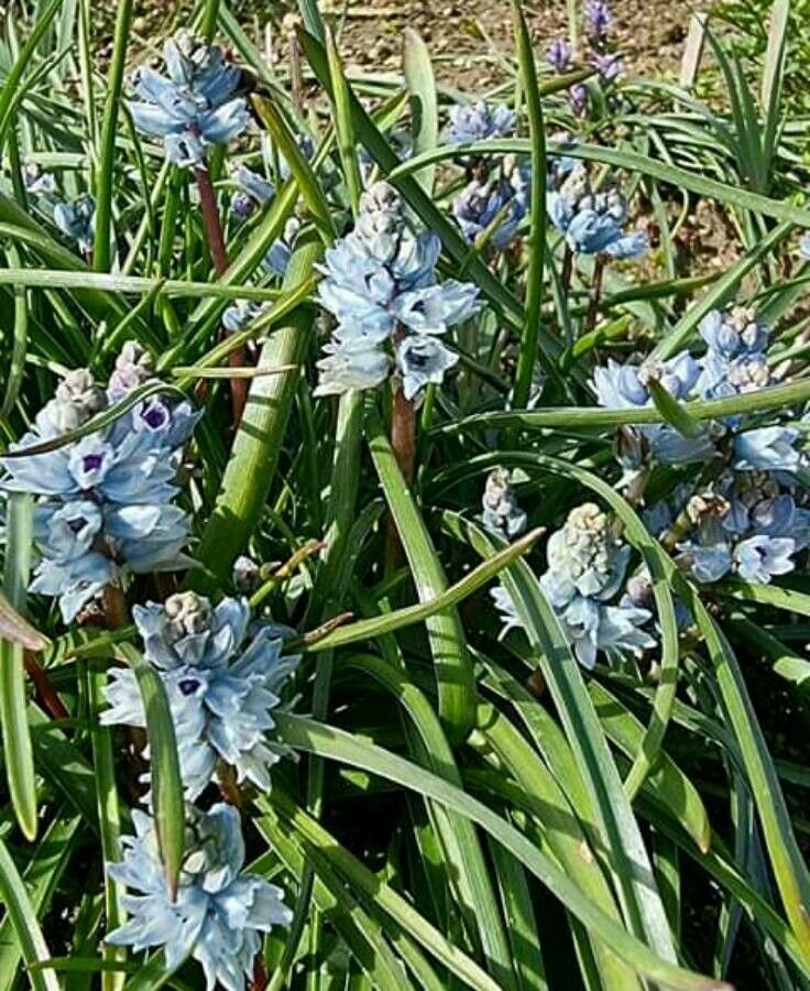 Bellevalia hyacinthoides — search result for 'Hyacinthoides'