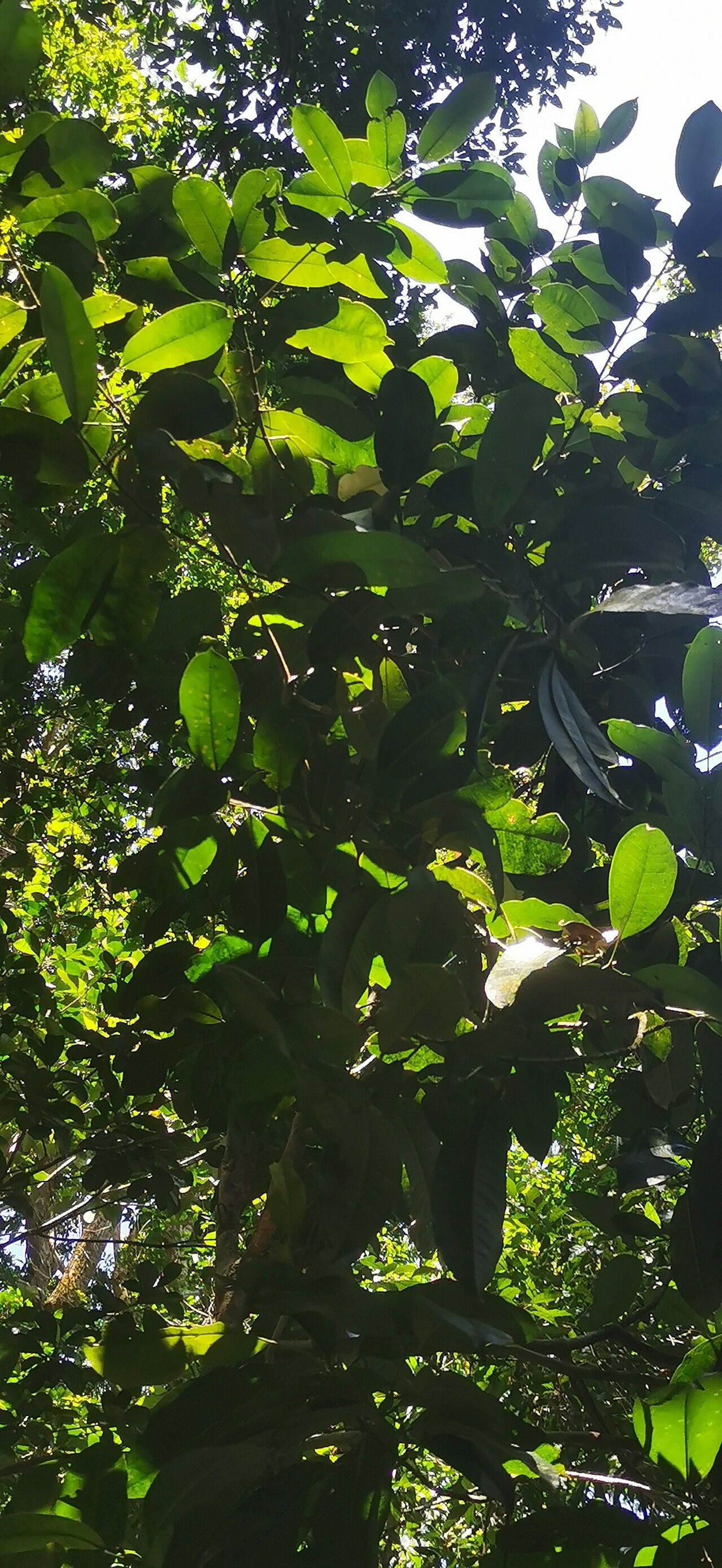 Idiospermum australiense leaf