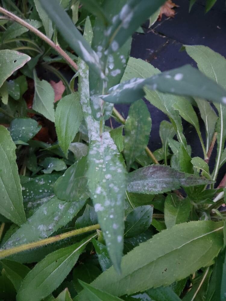 Symphyotrichum laeve — search result for 'Symphyotrichum'