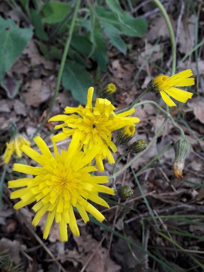 Hieracium glaucinum flower