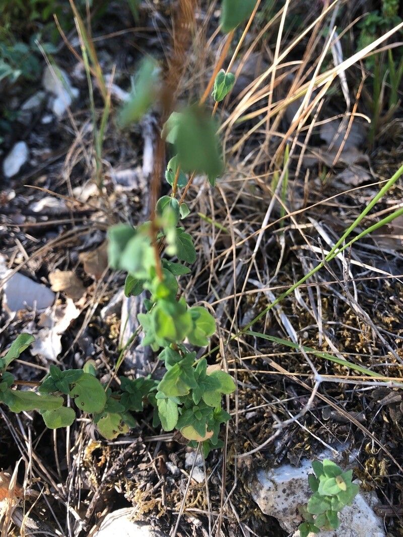 Origanum libanoticum — search result for 'Lebanon'