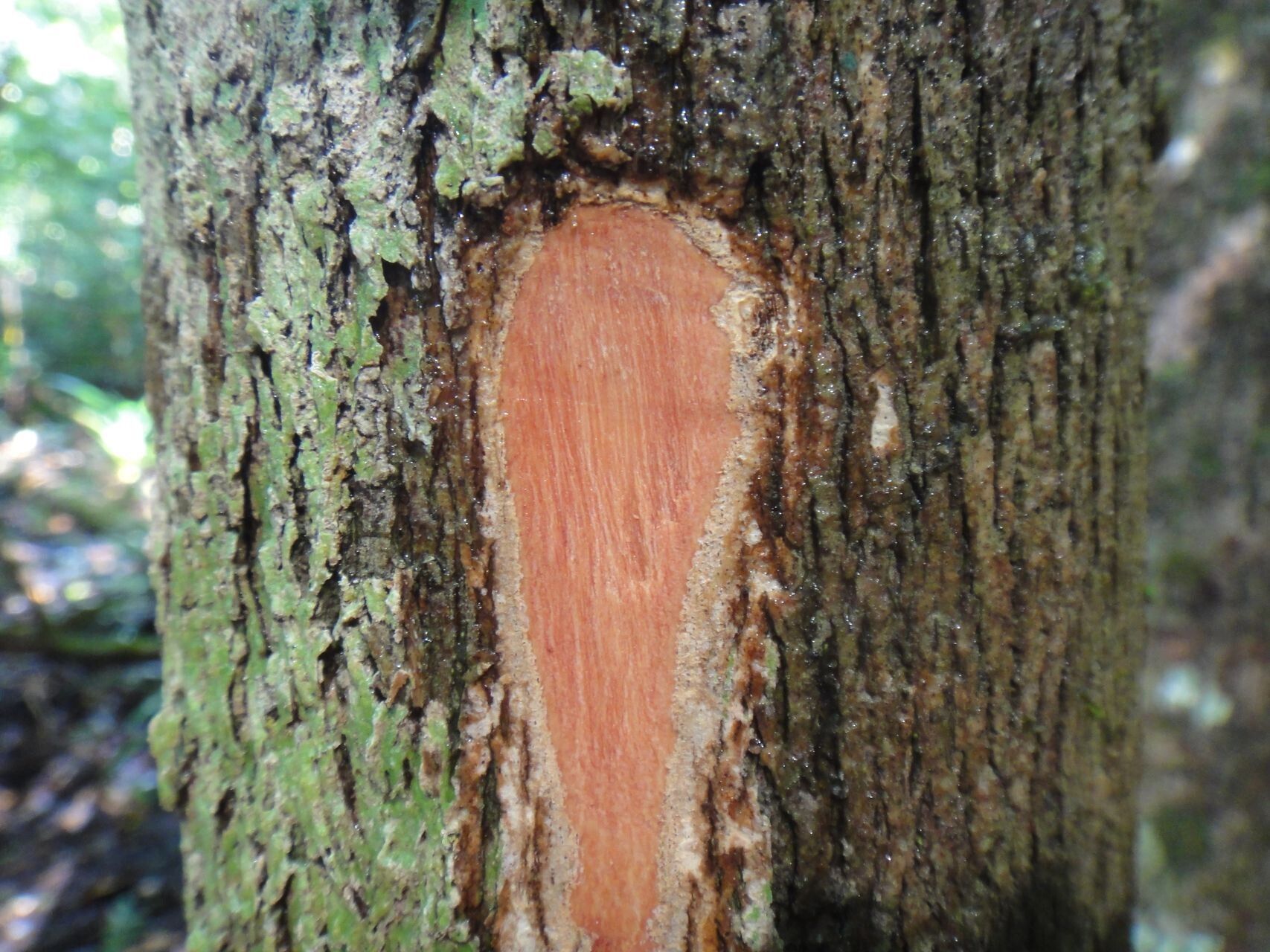 Podonephelium concolor bark