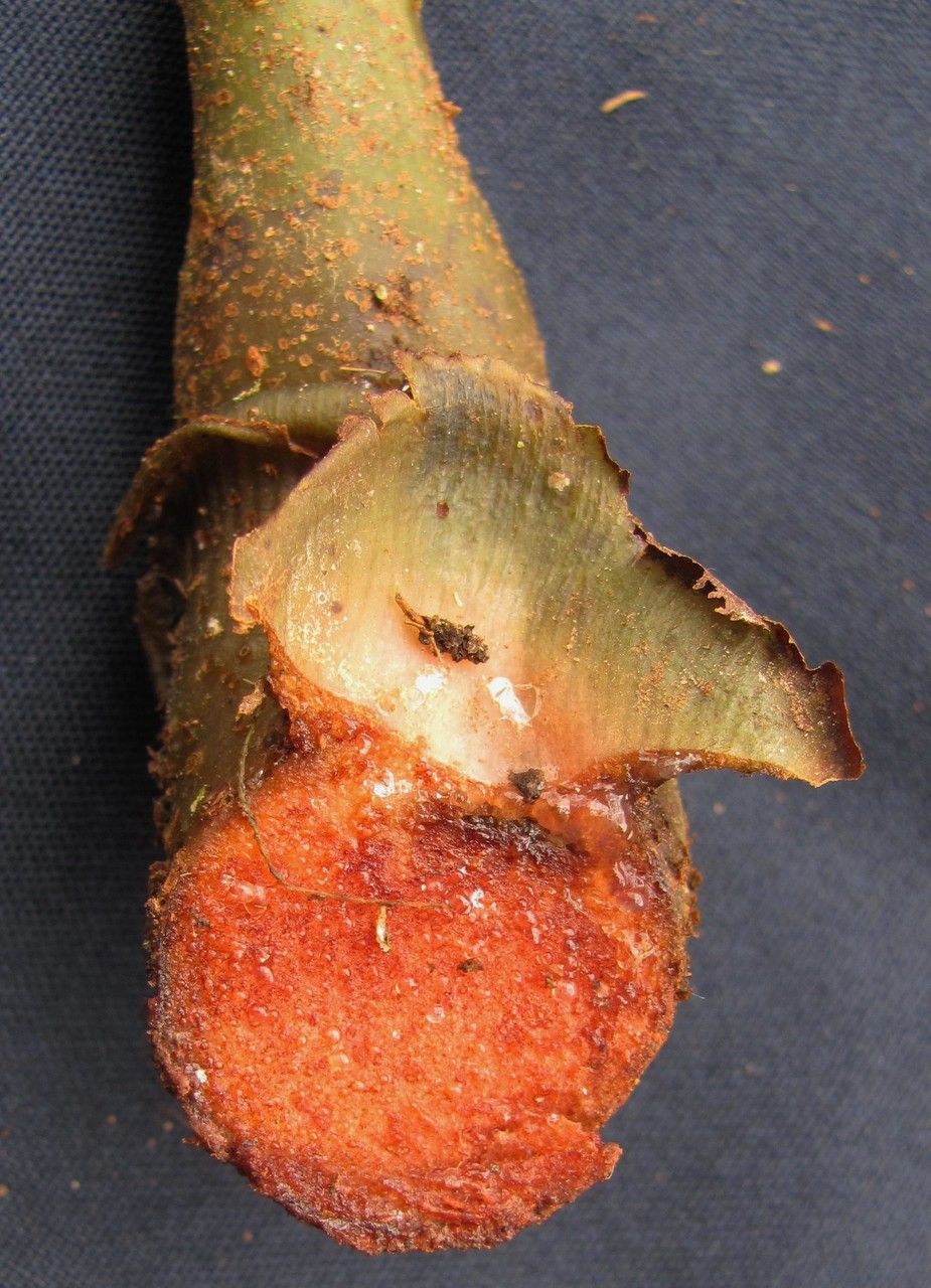 Danaea longicaudata fruit