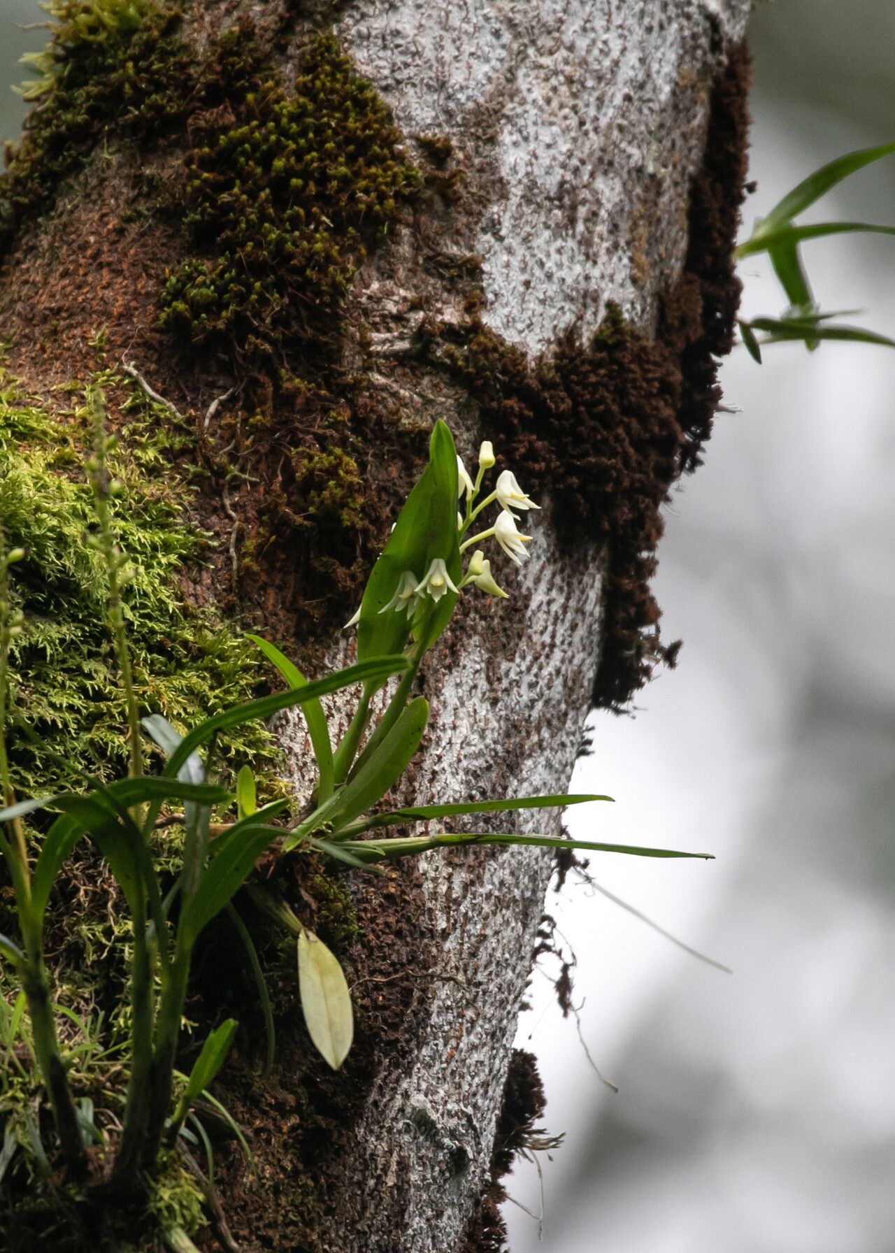 Polystachya fallax — houseplant care guide