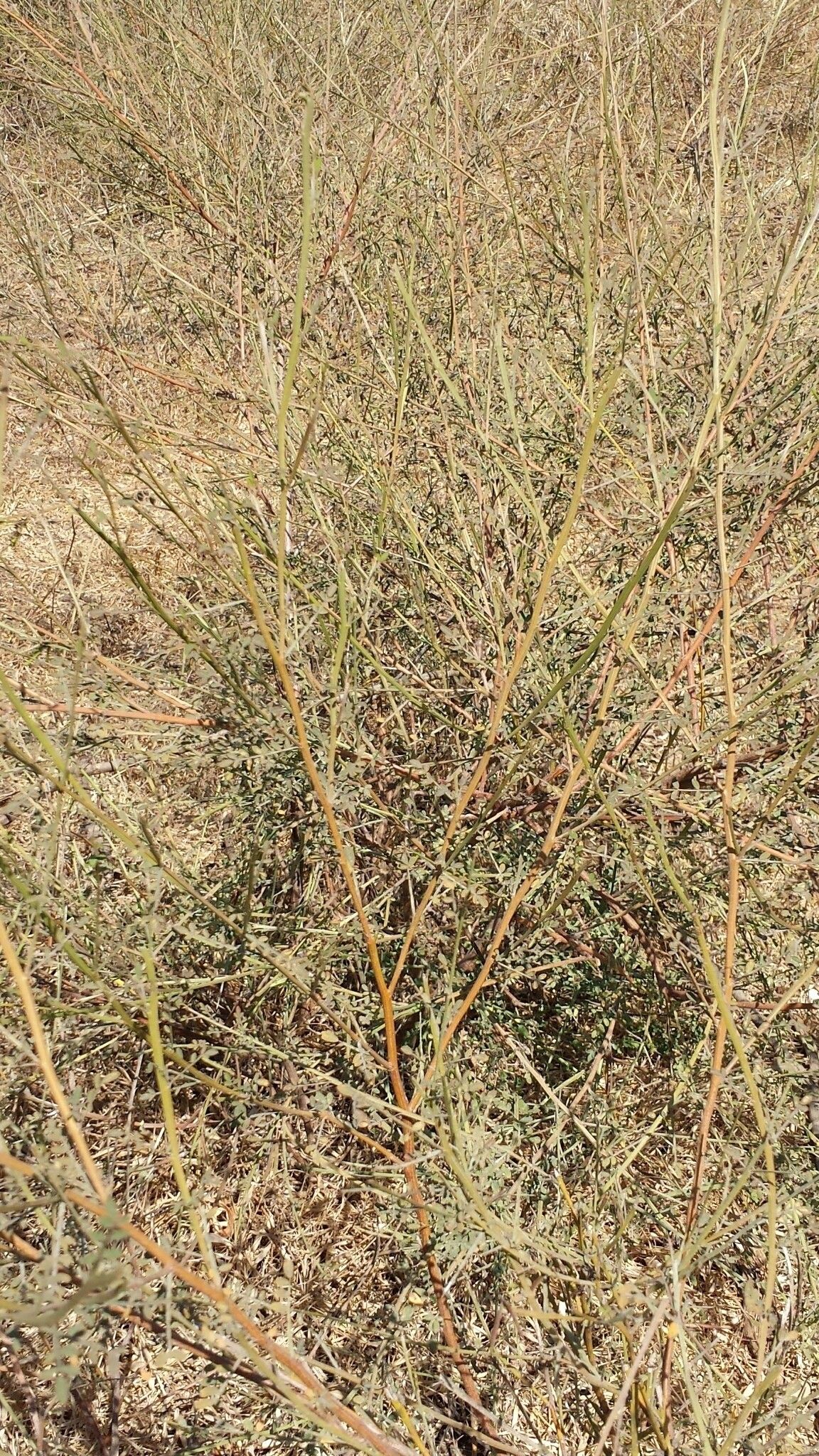 Indigofera mouroundavensis — houseplant care guide