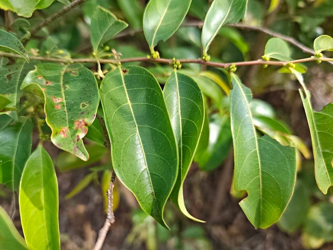 Glochidion ellipticum — related species from the same genus