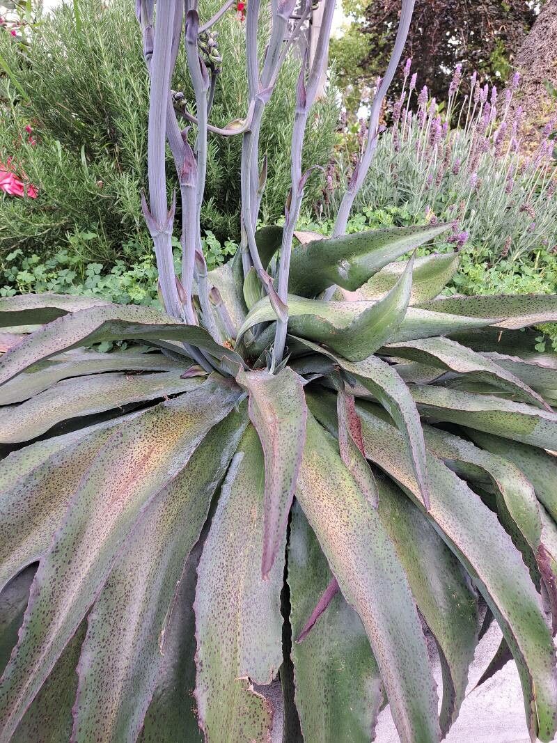 Manfreda variegata — search result for 'Agave'