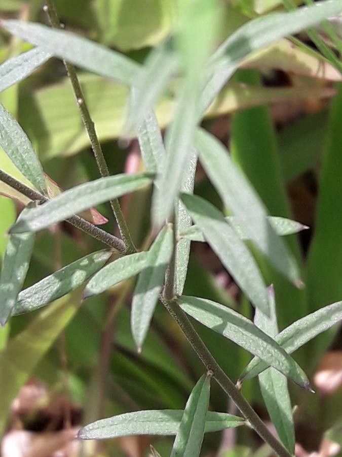 Polygala paniculata bark