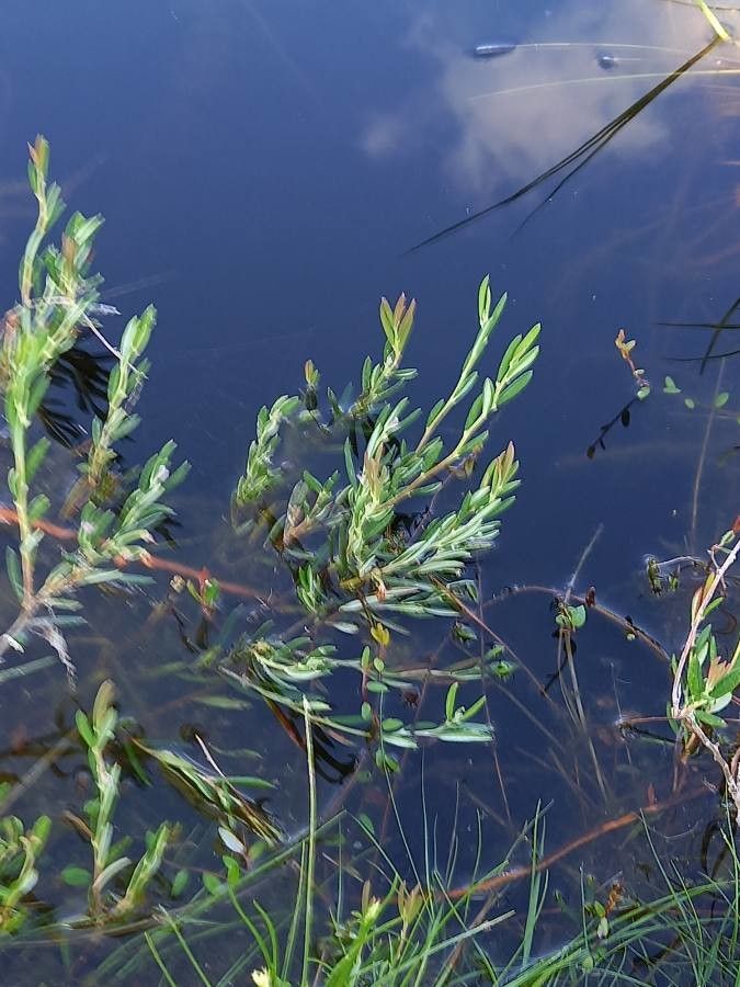 Polygonum robertii — search result for 'Finland'