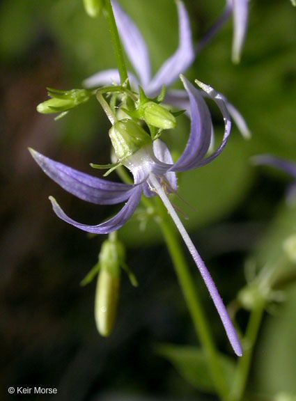 Campanula prenanthoides — houseplant care guide