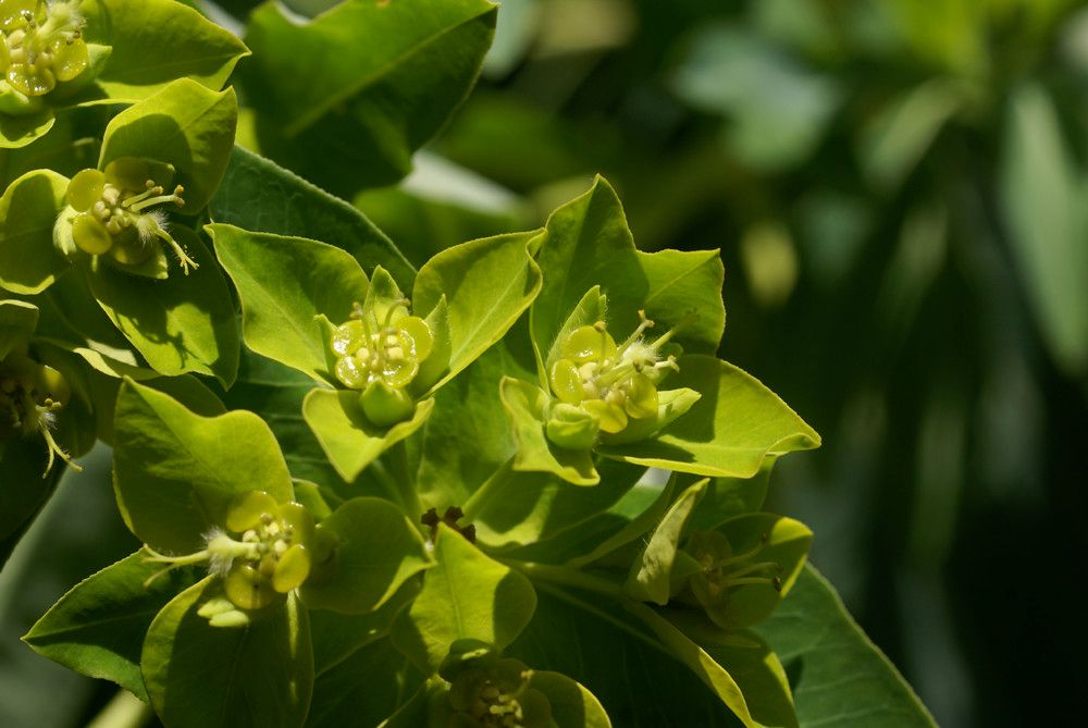 Euphorbia nereidum flower