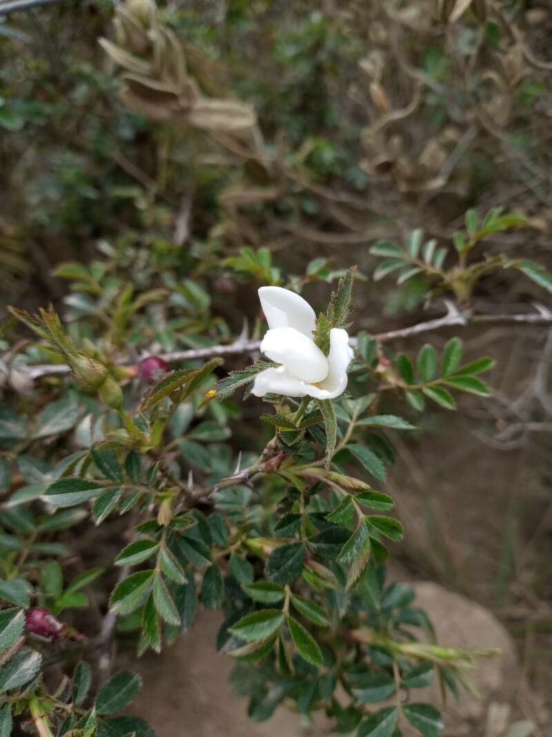 Rosa sicula flower