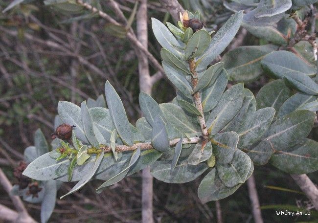 Xanthostemon glaucus habit