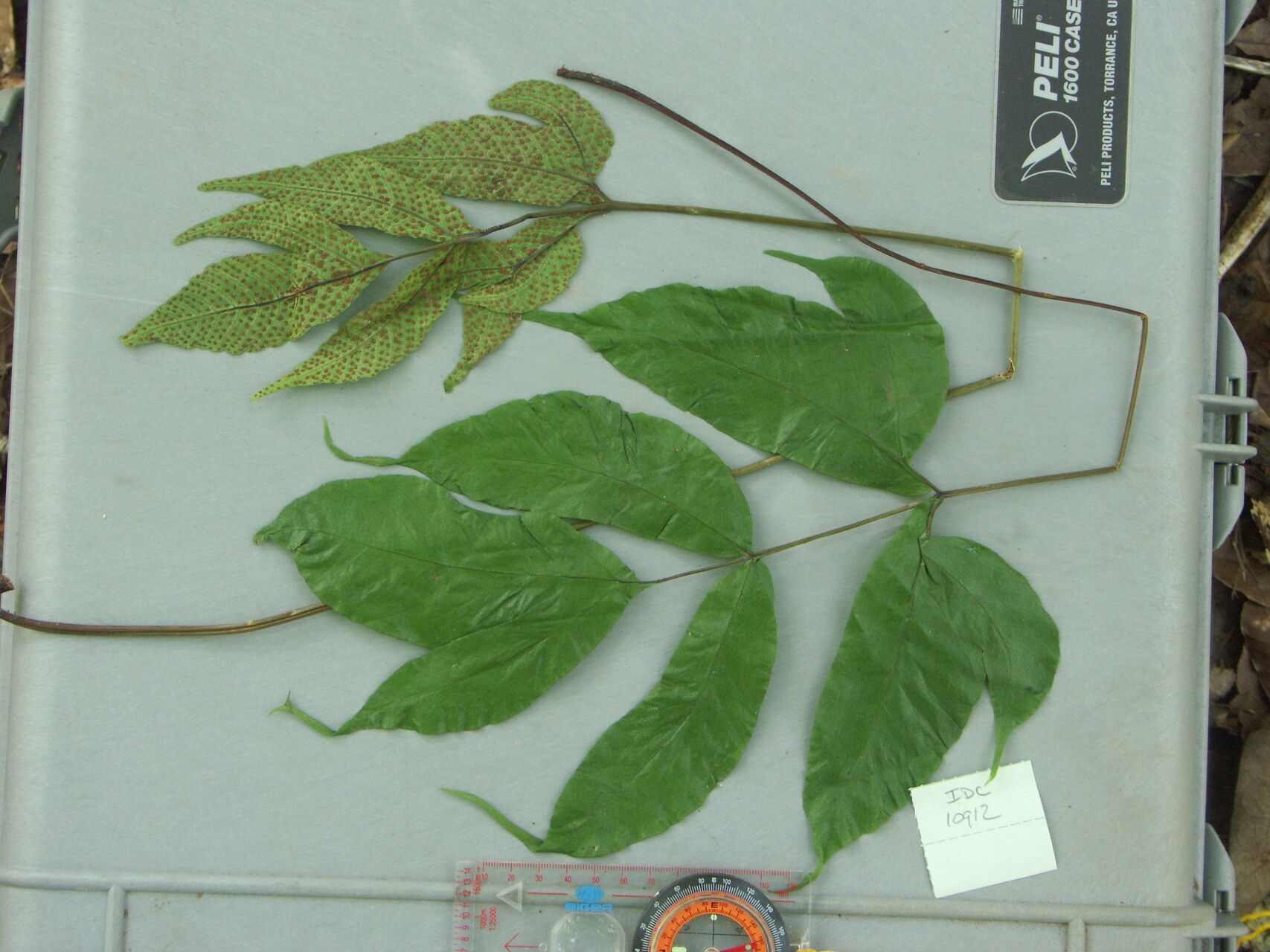 Tectaria siifolia leaf