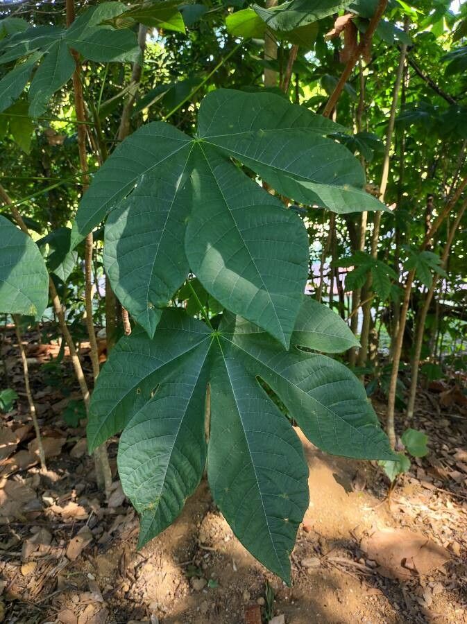 Cochlospermum vitifolium leaf