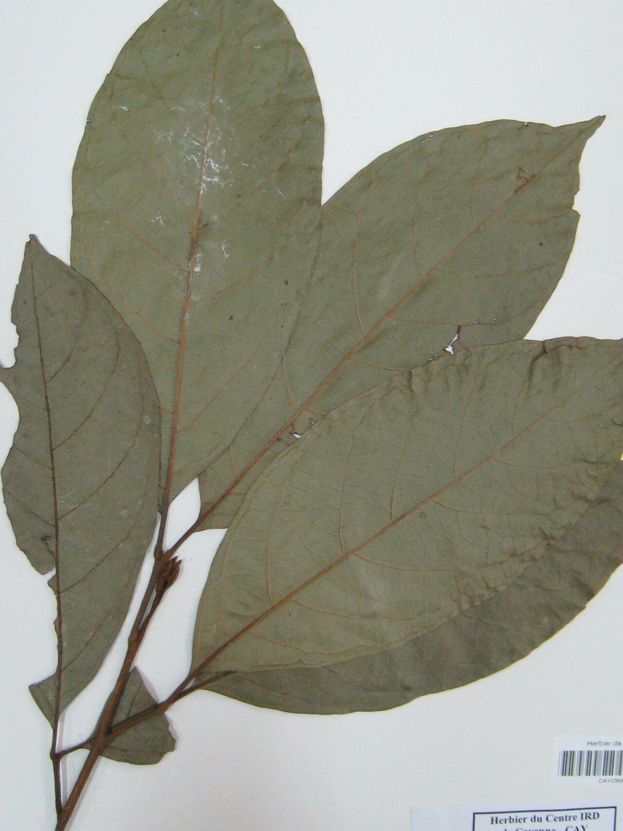 Cupania diphylla — related species from the same genus