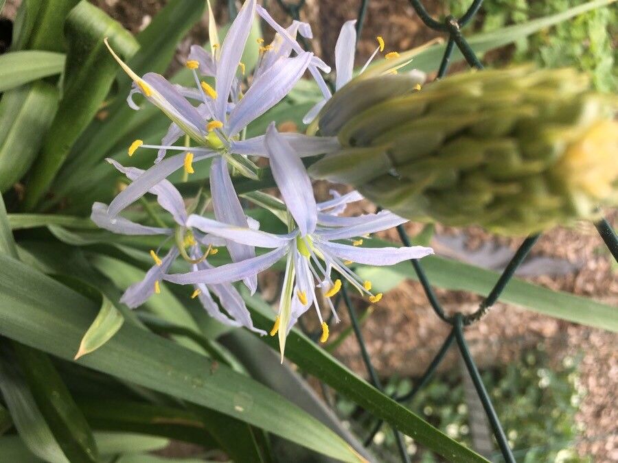 Camassia cusickii flower