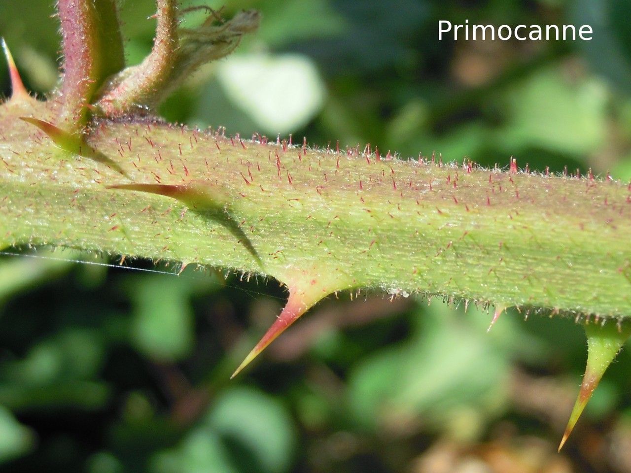 Rubus bracteatus bark