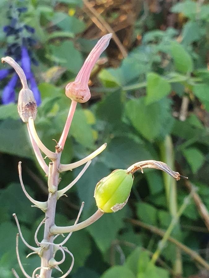 Aloe amudatensis fruit