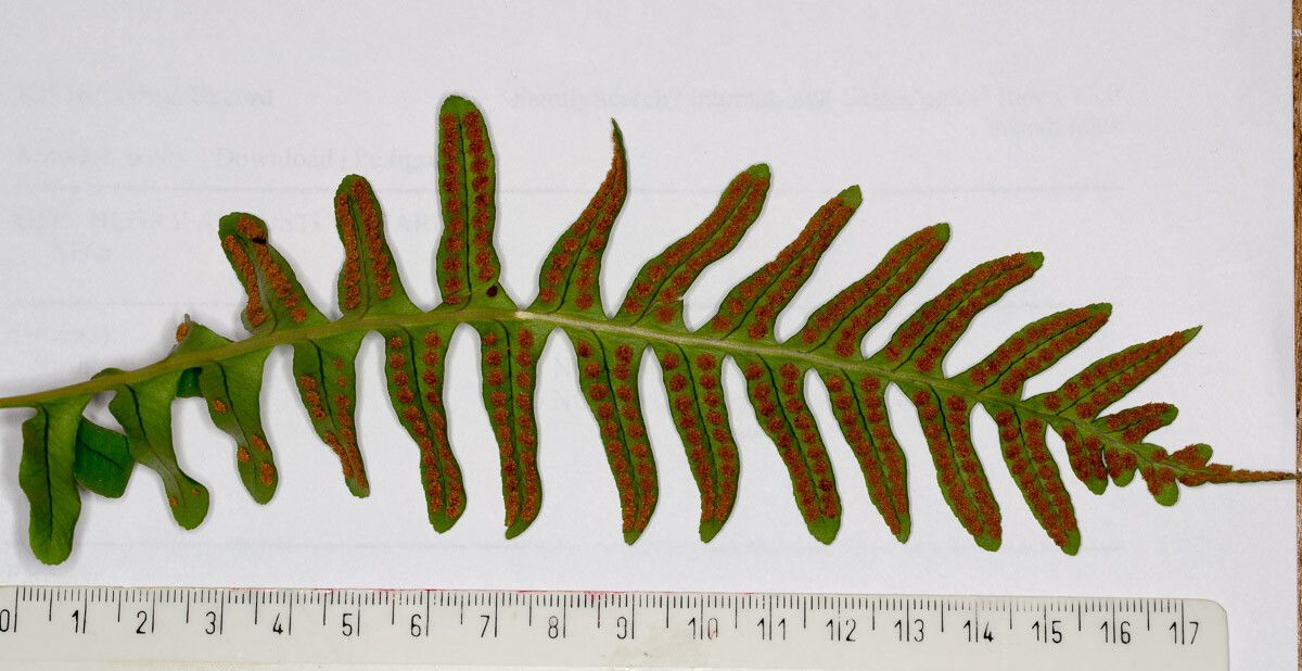 Polypodium interjectum leaf