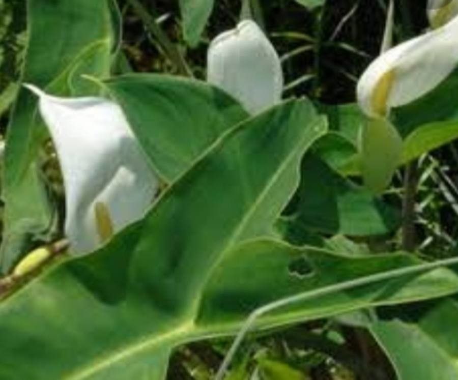 Peltandra sagittifolia — houseplant care guide