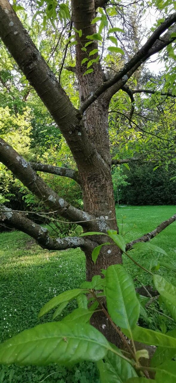 Quercus × leana habit
