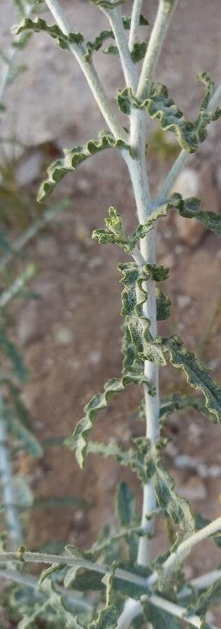 Pulicaria undulata bark