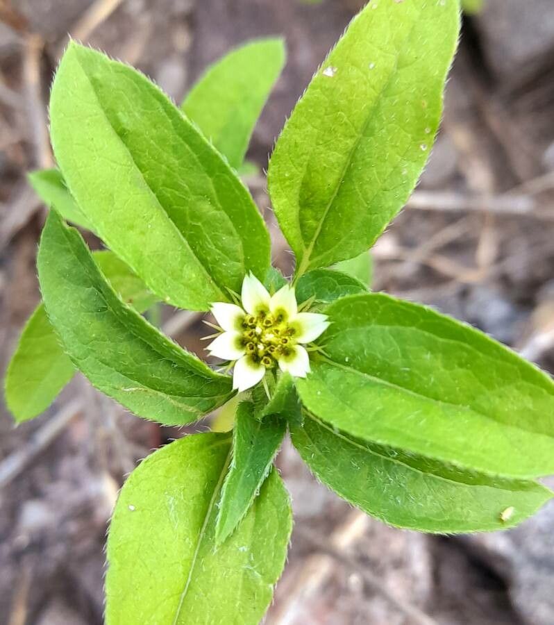 Sanvitalia versicolor