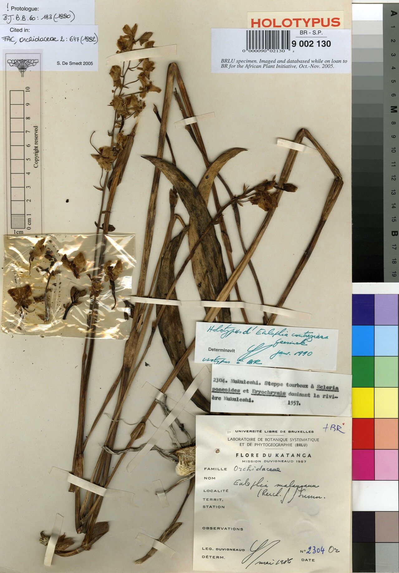 Eulophia coutreziana — houseplant care guide