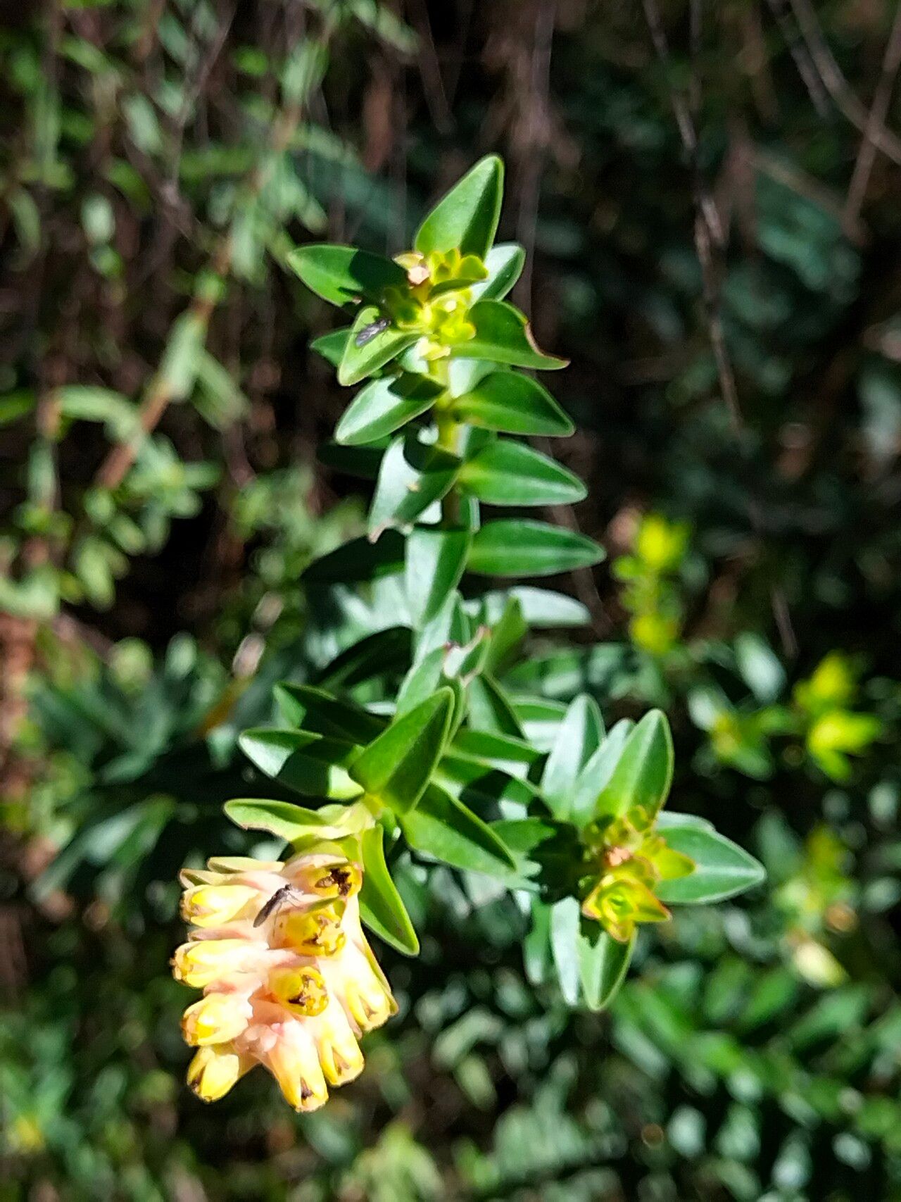 Penaea cneorum flower