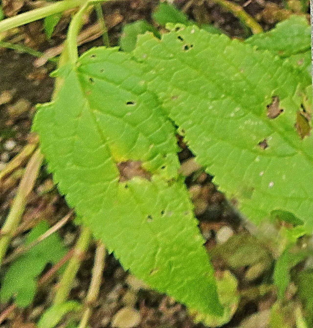 Scrophularia chrysantha leaf