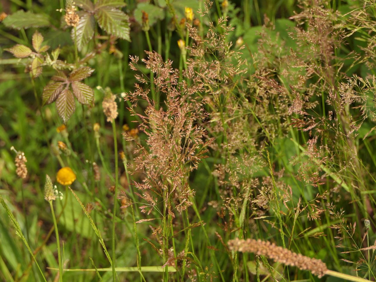 Agrostis × dimorpholemma flower