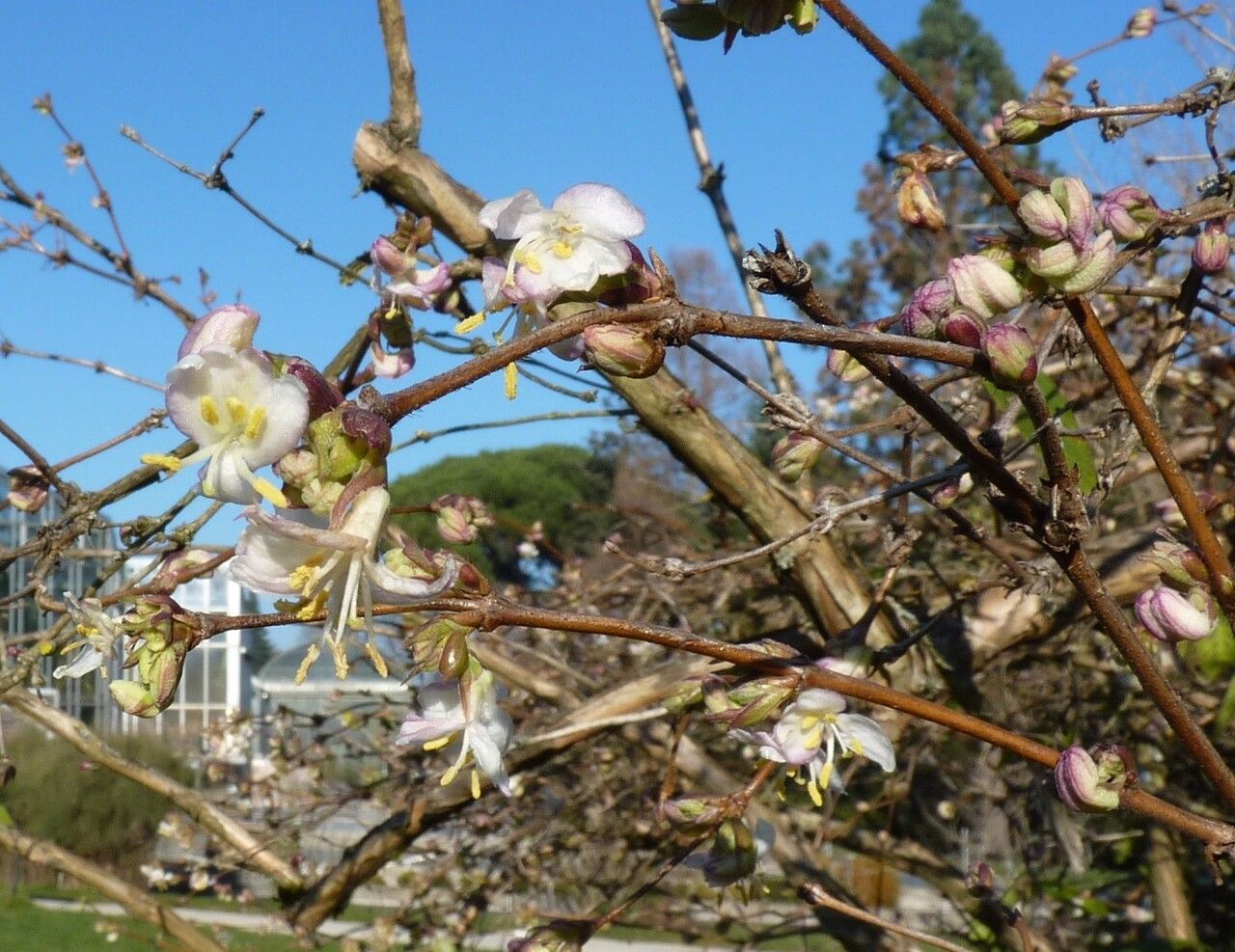 Lonicera standishii flower