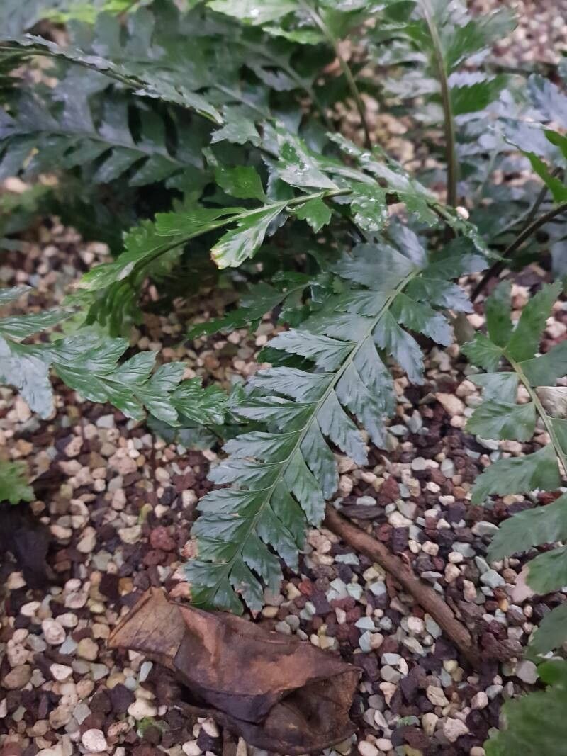 Asplenium lunulatum — houseplant care guide