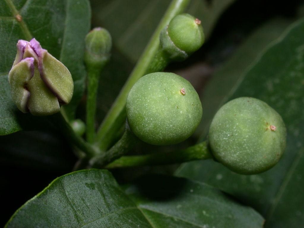 Lycianthes heteroclita fruit