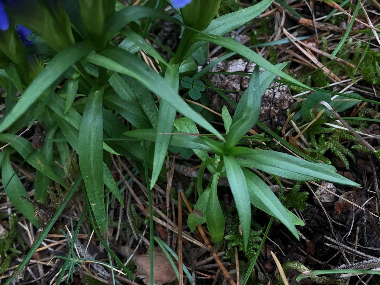 Gentianopsis ciliata — related species from the same genus