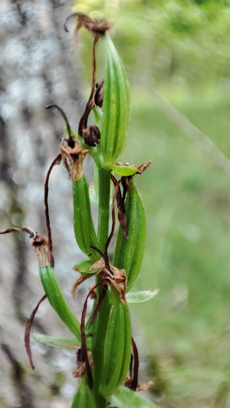 Platanthera bifolia fruit