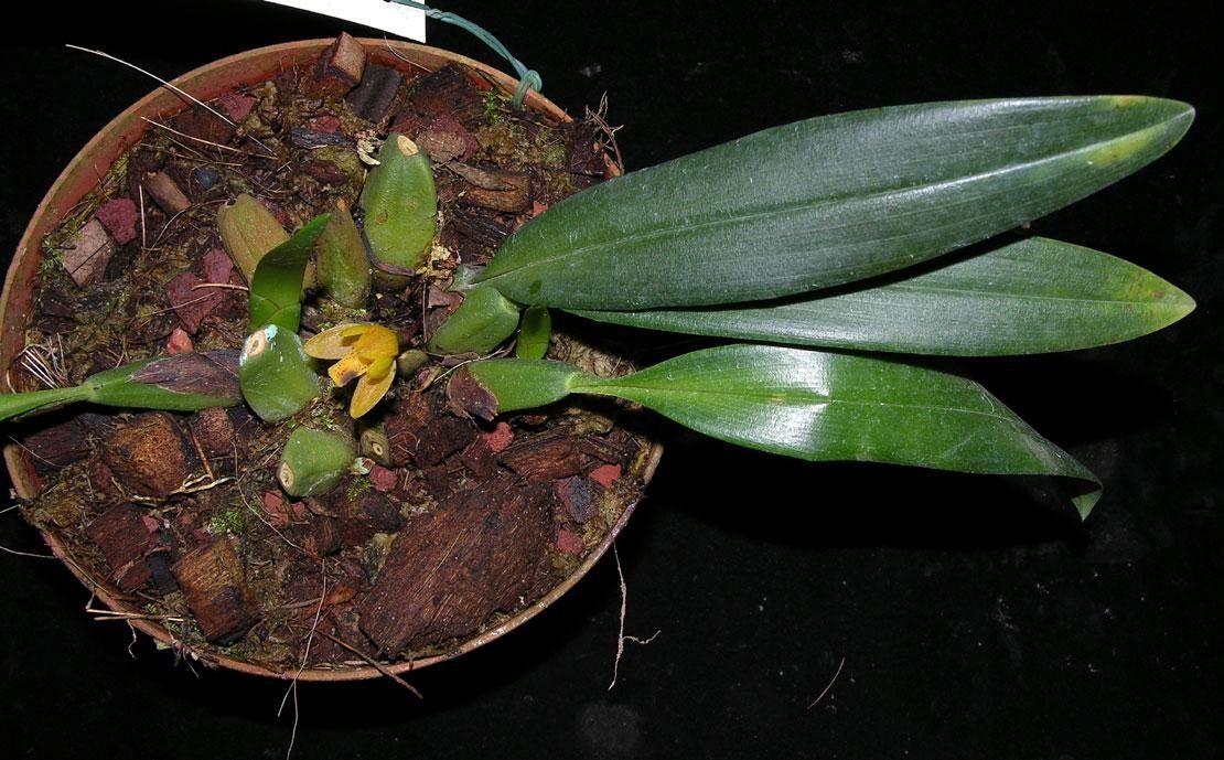 Mormolyca moralesii other