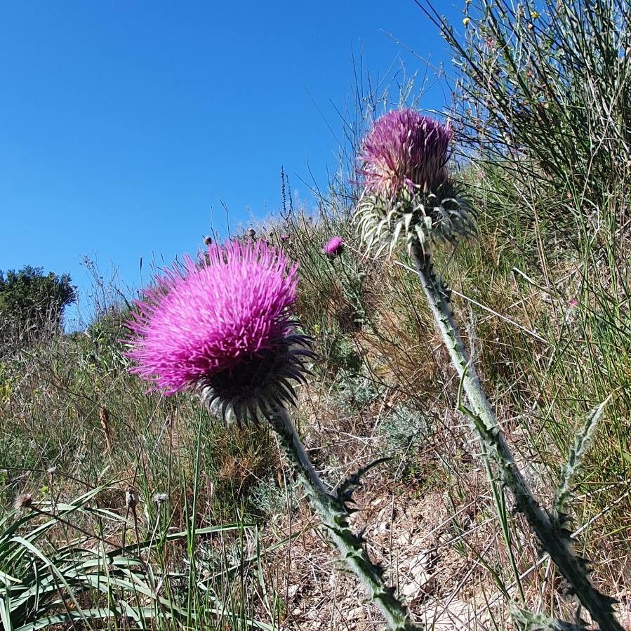 Onopordum horridum flower