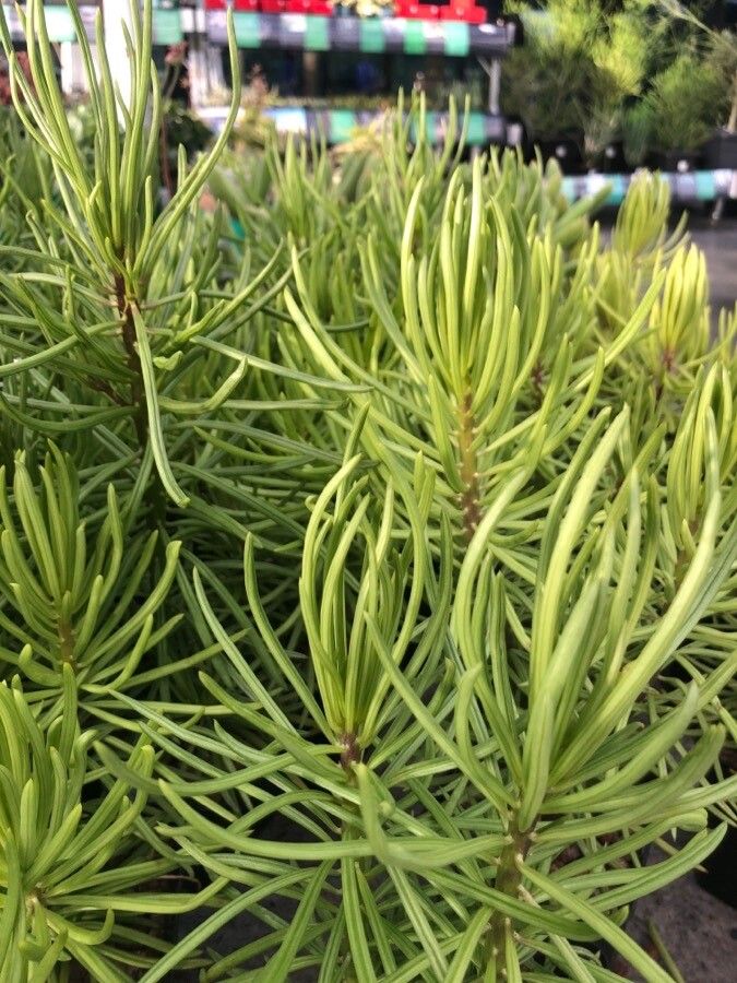 Senecio barbertonicus — search result for 'Senecio'